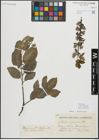 Foto von Salix myrsinifolia Salisb.